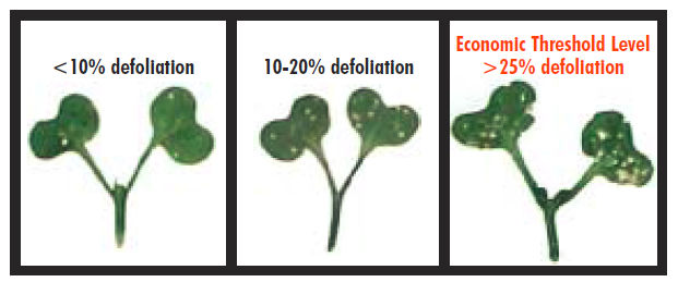 levels of seedling damage